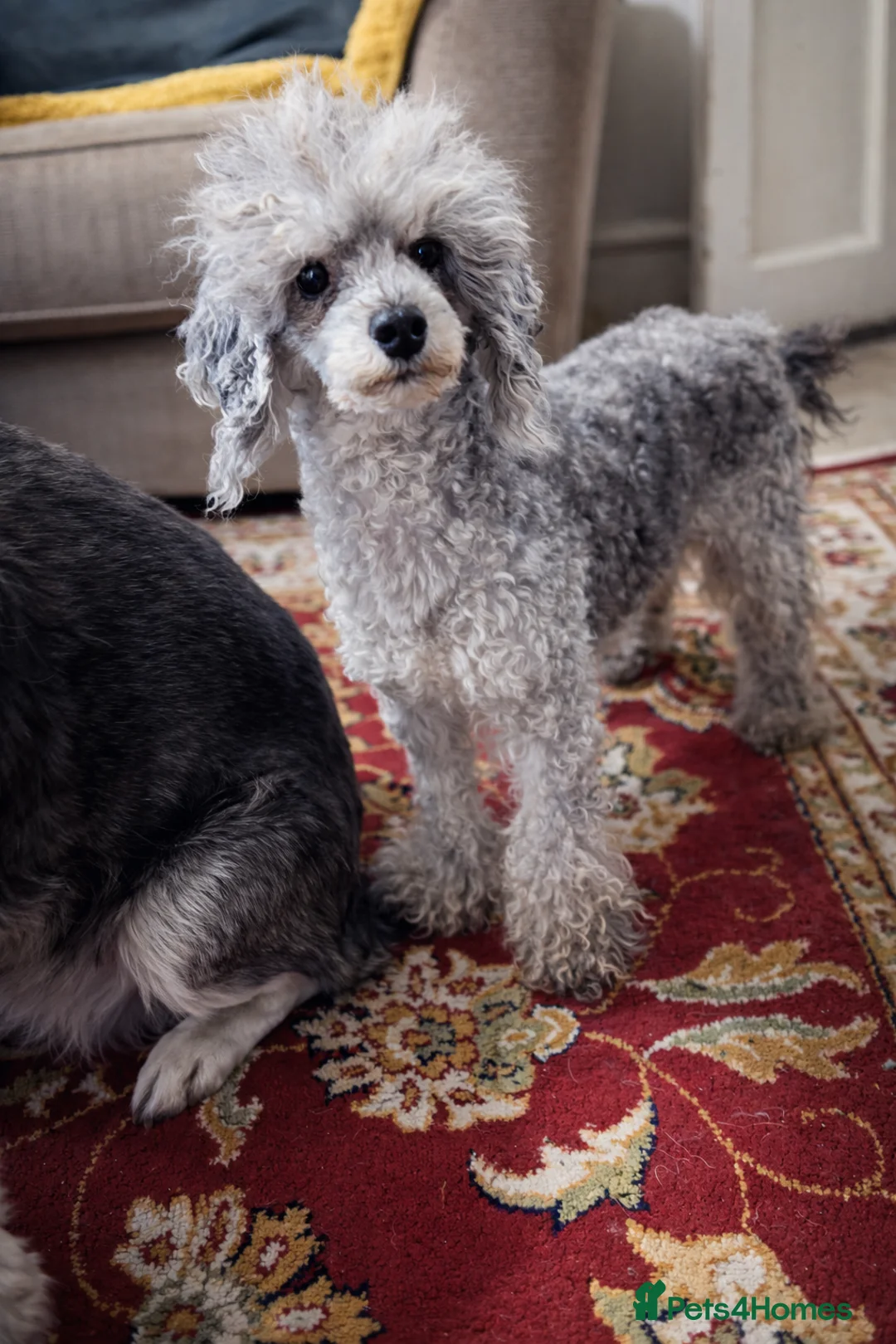 Cavapoo dogs for sale: Beautiful toy cavapoo puppys - Advert 2