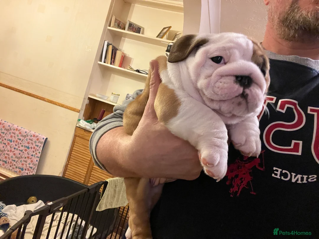 English Bulldog dogs for sale: English bulldogs - Advert 9