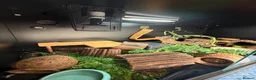 Pygmy Hedgehog rodents for sale: Male & Female Tenrecs with 4ft Vivarium Setup £400 - Advert 5