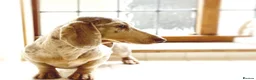 Miniature Dachshund dogs for stud: (Stud) Issabella & Tan Dapple smooth coat  in Wolverhampton - Advert 1