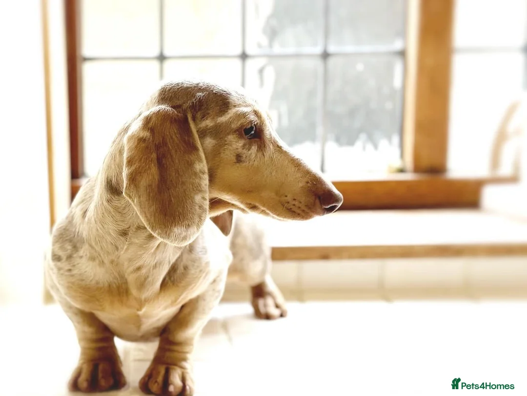 Miniature Dachshund dogs for stud: (Stud) Issabella & Tan Dapple smooth coat  in Wolverhampton - Advert 1