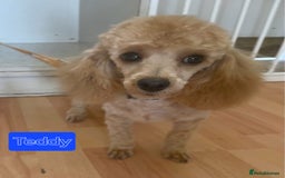 Toy Poodle dogs for sale: Bichapoo for sale - Image 2