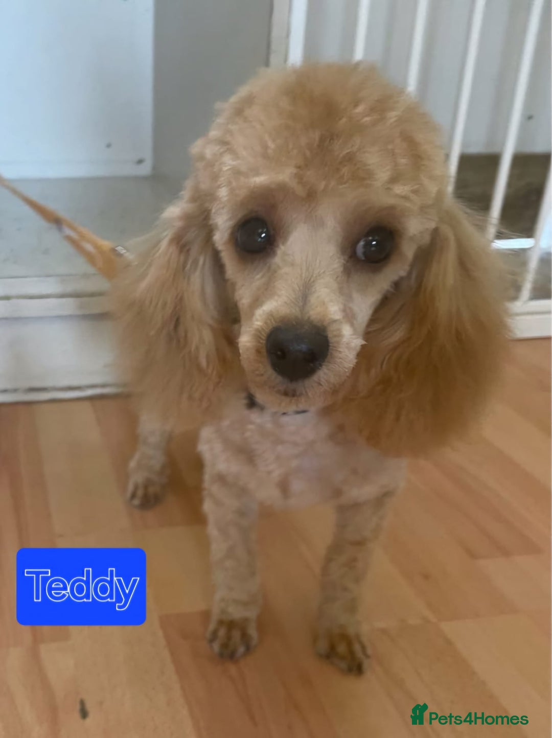 Toy Poodle dogs for sale: Bichapoo for sale - Image 2