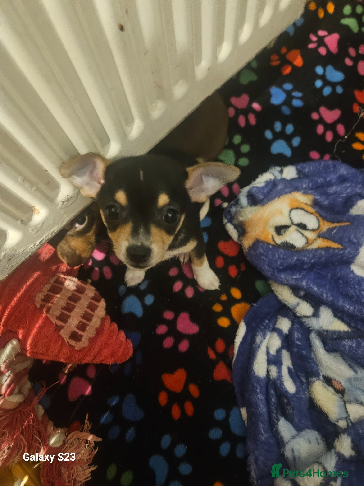 Chihuahua dogs 2xmale chihuahua  - Advert 9