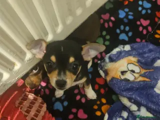 Chihuahua dogs 2xmale chihuahua - Advert 9