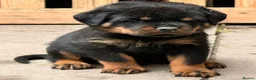 Rottweiler dogs for sale: Top quality kc pups for sale timitor X edelstein - Advert 9