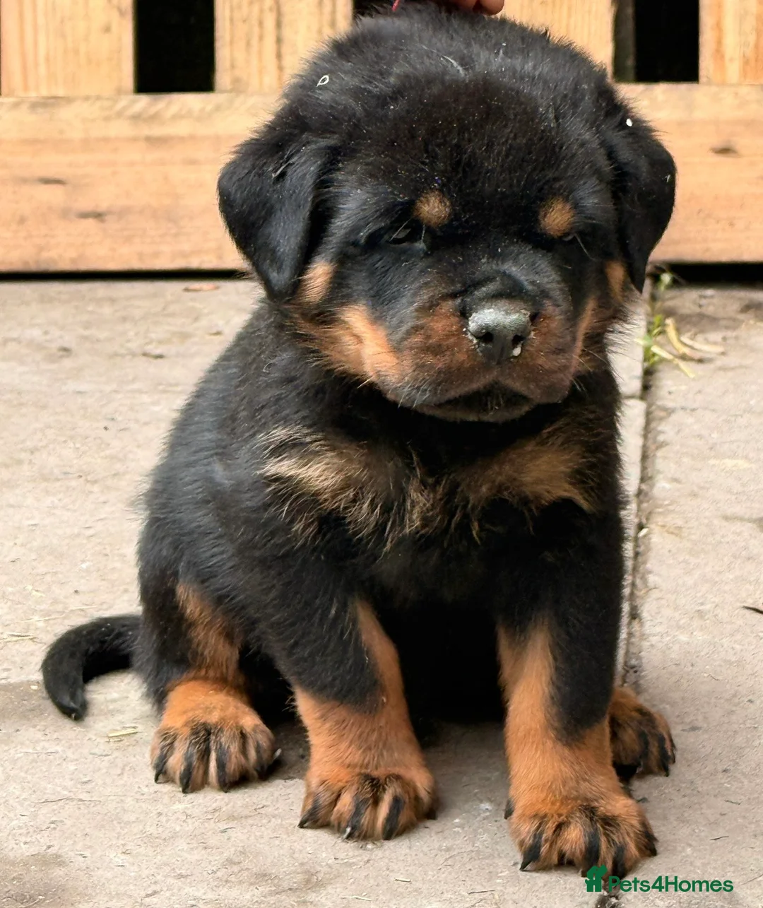 Rottweiler dogs for sale: Top quality kc pups for sale timitor X edelstein - Advert 9