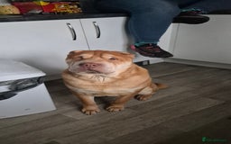 Shar Pei dogs for sale: Beautiful shar pei boy - Image 6