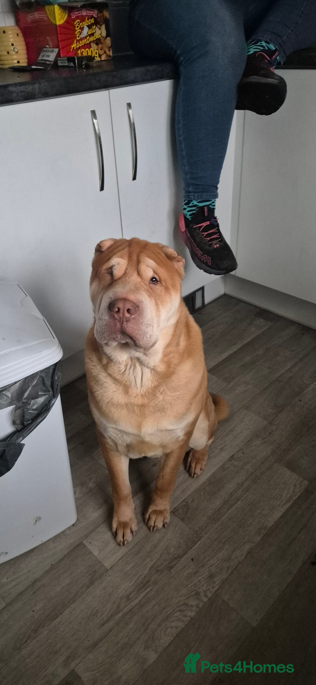 Shar Pei dogs for sale: Beautiful shar pei boy - Image 6