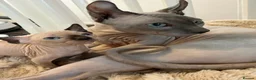 Sphynx cats for sale: Stunning sphinx kittens ready now - Advert 3