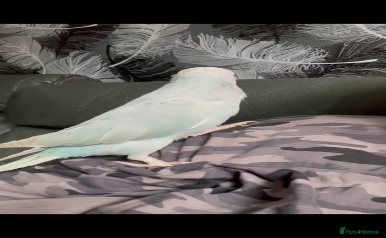 Parrots birds - Advert 15
