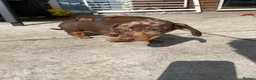 Miniature Dachshund dogs for sale: 2 BEAUTIFUL BOYS READY! - Advert 8