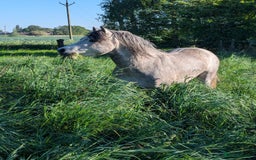 Other Breed horses for sale: Kerry Bog Pony  - Image 2