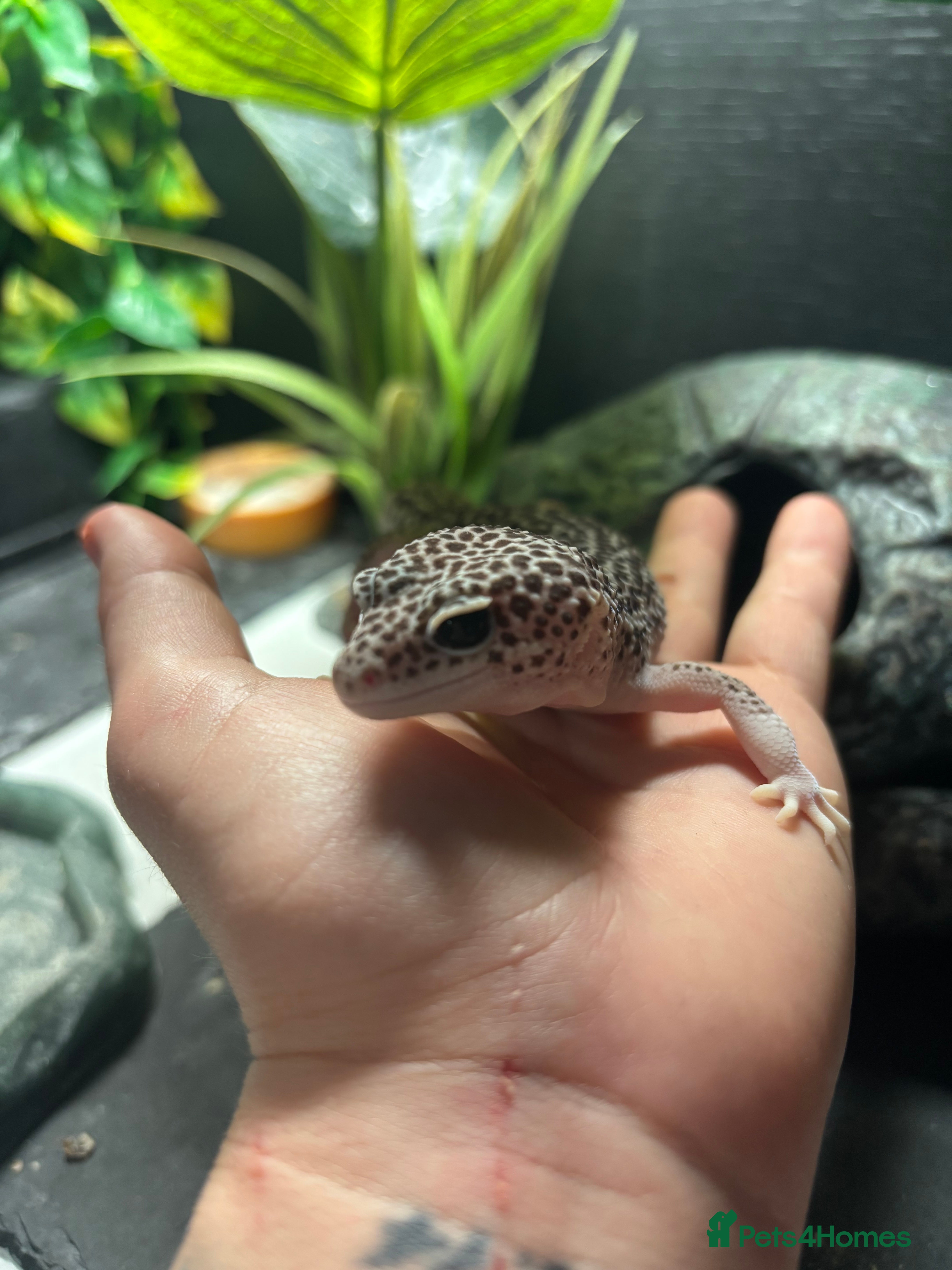 Leopard Gecko reptiles Female Supermack Snow Gecko - Advert 8