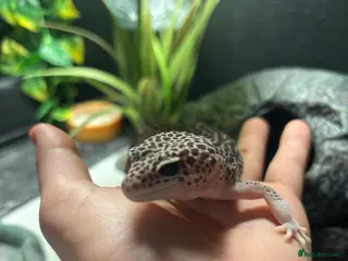Leopard Gecko reptiles Female Supermack Snow Gecko - Advert 1