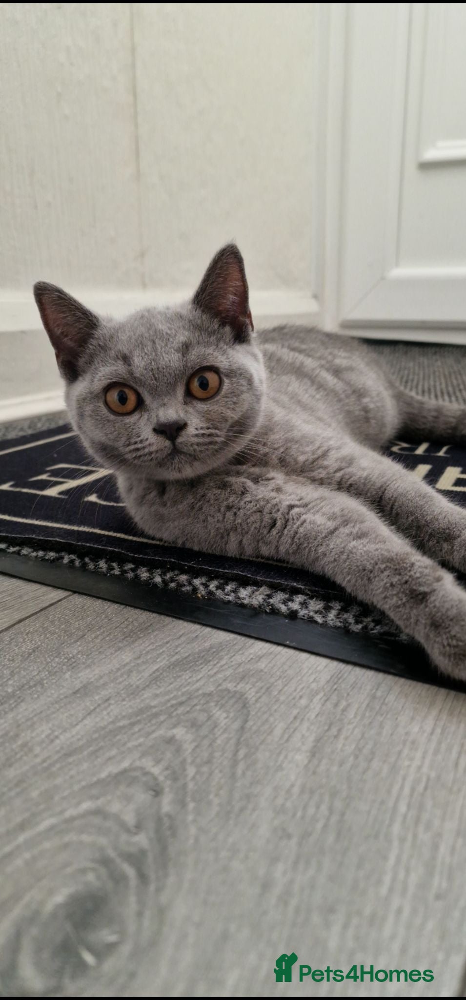 British Shorthair cats Only one sweet blue Britishshorthair kitten girl  - Advert 1