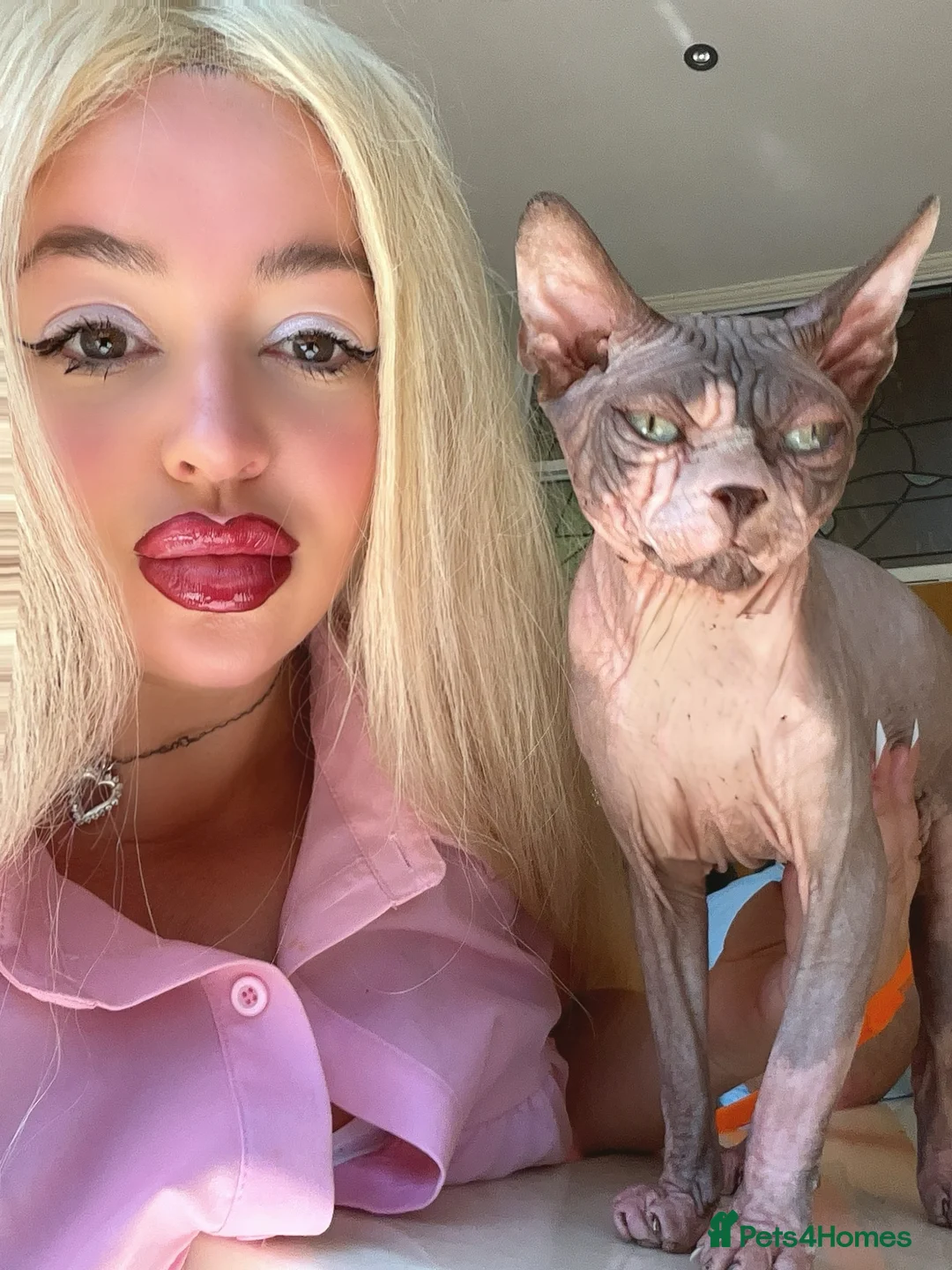 Sphynx cats for sale: Boy sphynx age 2 in Bathgate - Advert 2