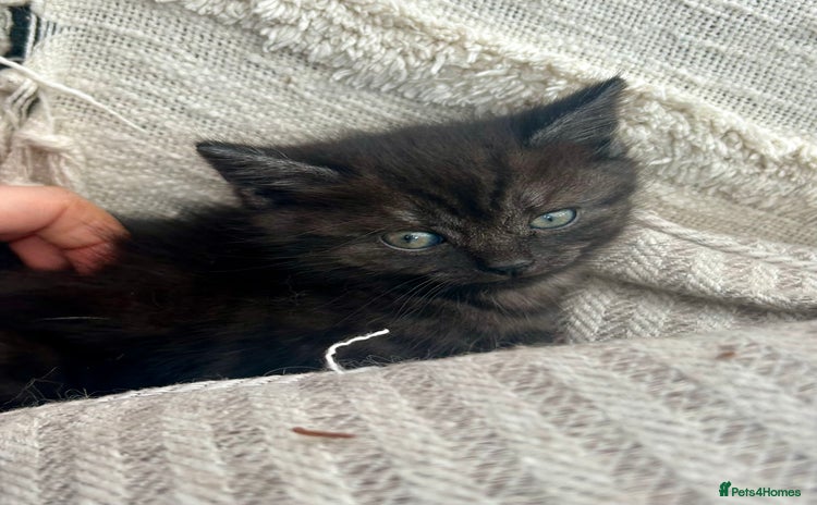 Domestic Shorthair cats - Advert 15