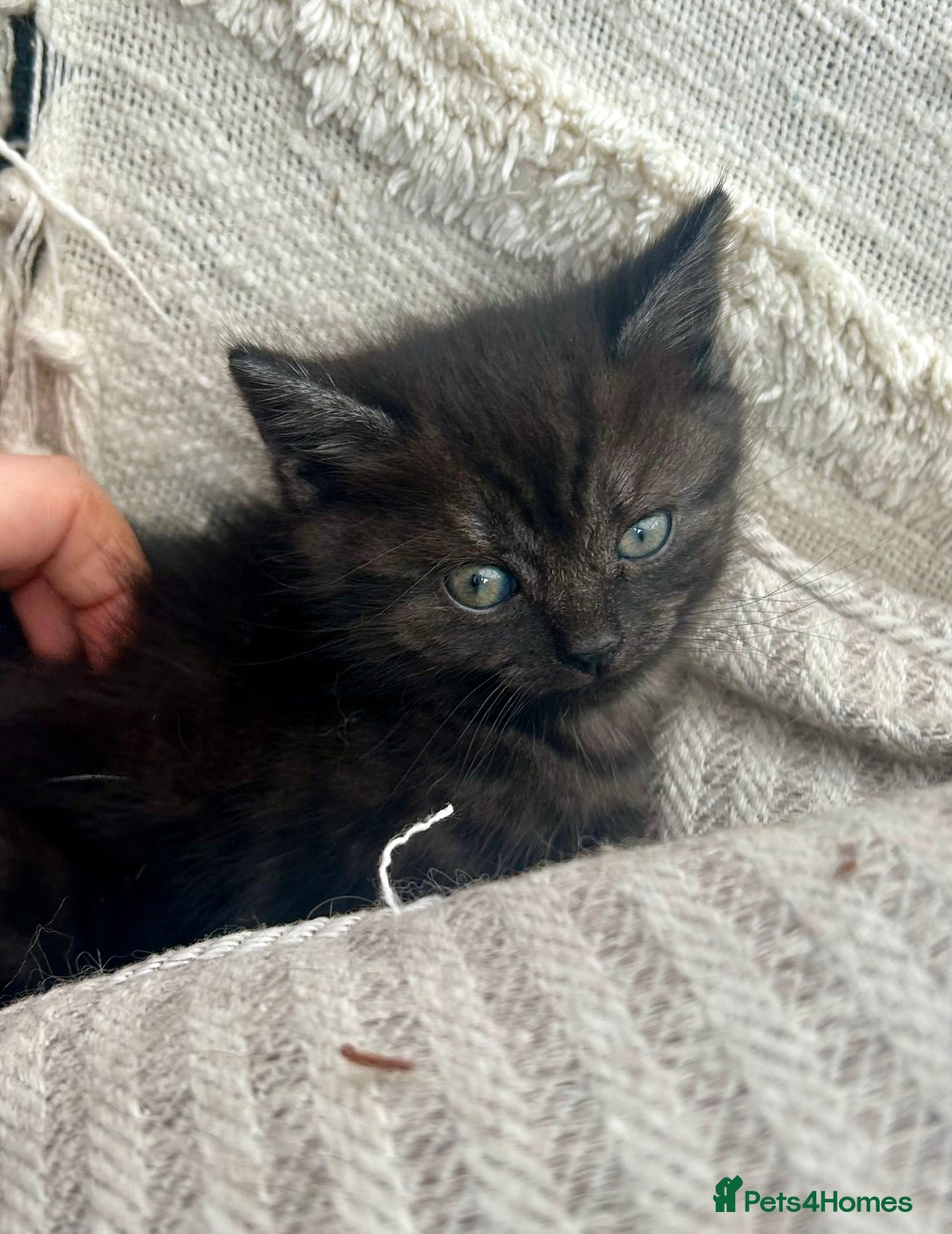 Domestic Shorthair cats for sale: GORGEOUS FLUFFY DARK TABBY KITTENS - Image 1