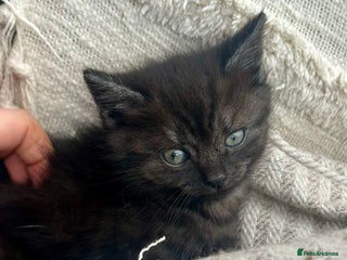 Domestic Shorthair cats for sale - Advert 1
