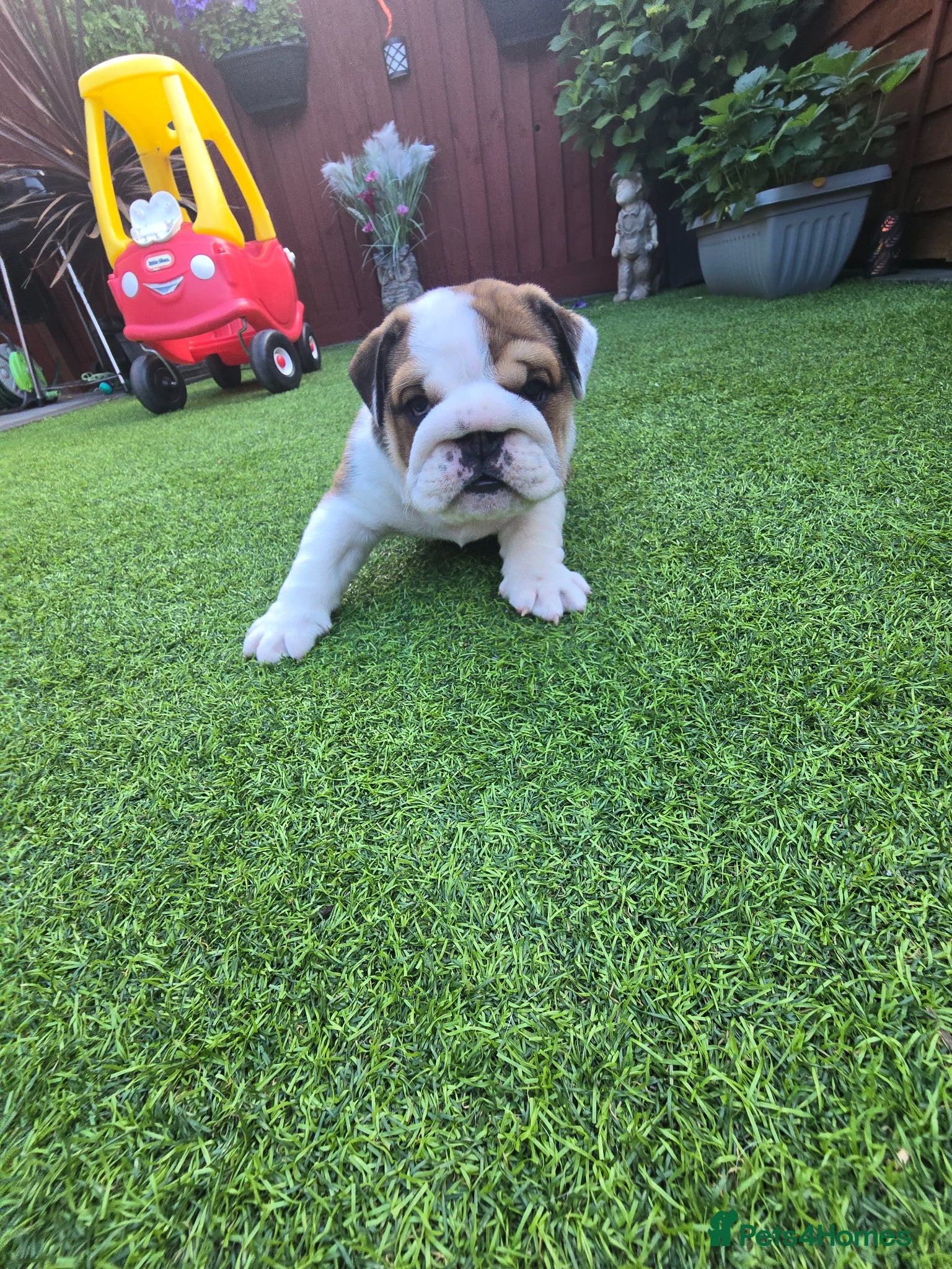 English Bulldog dogs 2🐶KC❗️registered English bulldog puppies✨️🔥 - Advert 2