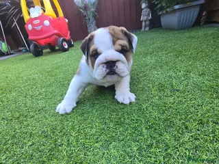 English Bulldog dogs 2🐶KC❗️registered English bulldog puppies✨️🔥 - Advert 2