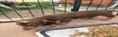 Dachshund 4