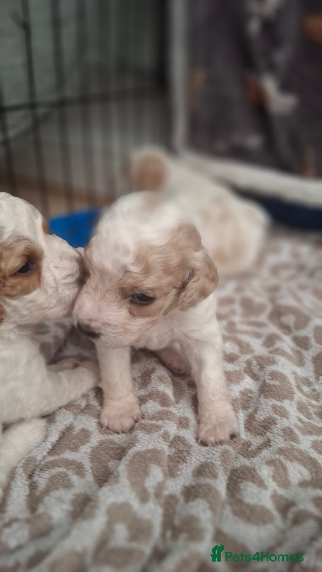 Cockapoo dogs for sale: Mr cassidy - Image 12