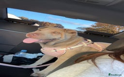 Shar Pei dogs for sale: Skye  - Image 4