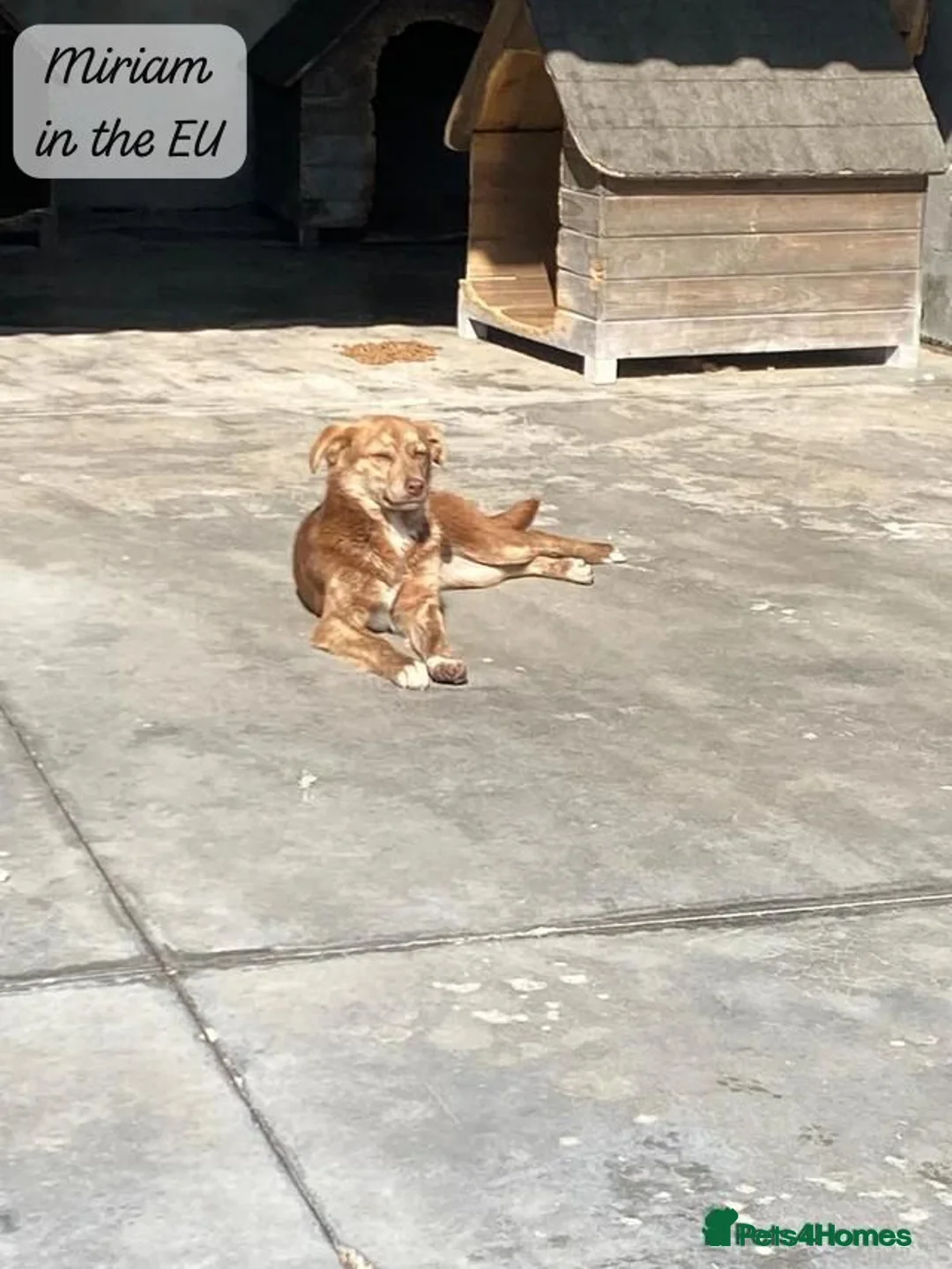 Mixed Breed dogs for adoption: Miriam, 14 months approx. Available for adoption.. - Advert 14