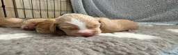 Cocker Spaniel dogs for sale: KC Reg Cocker Spaniel Pups  - Advert 13