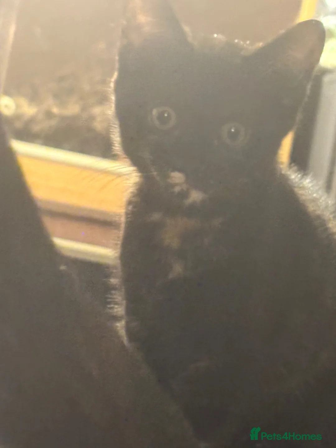 Mixed Breed cats for sale: Beautiful Torbie/Tortoiseshell kitten Age 13 weeks in Smethwick - Advert 16