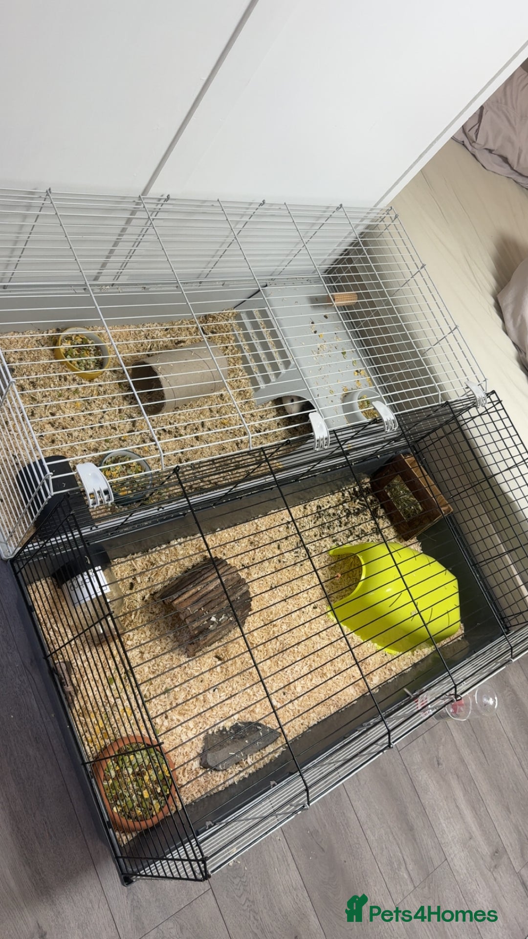 Guinea Pig rodents for sale: 3 Male Guinea Pigs - Image 4