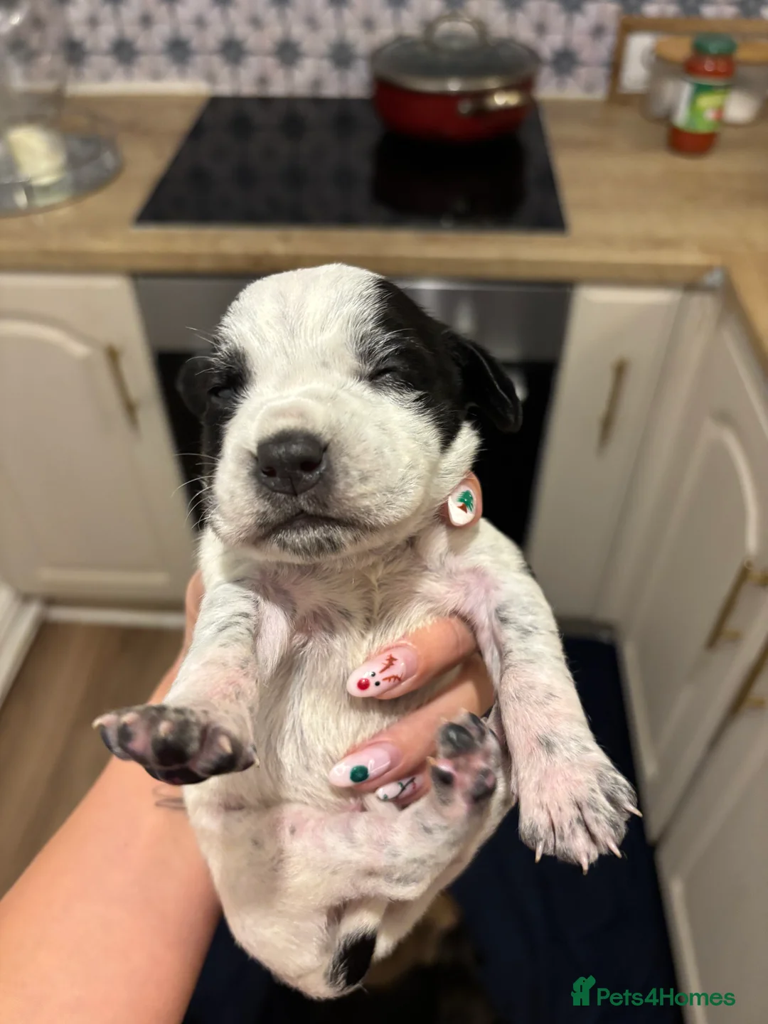 Mixed Breed dogs for sale: Spaniel x staffy puppies  - Advert 5