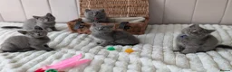 British Shorthair cats for sale: 💙Gorgeous British Shorthair / Longhair Kittens 💙 - Advert 1