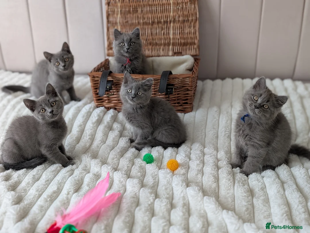 British Shorthair cats for sale: 💙Gorgeous British Shorthair / Longhair Kittens 💙 - Advert 1