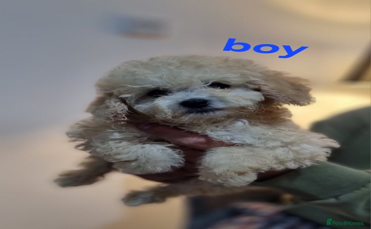 Cockapoo dogs - Advert 10