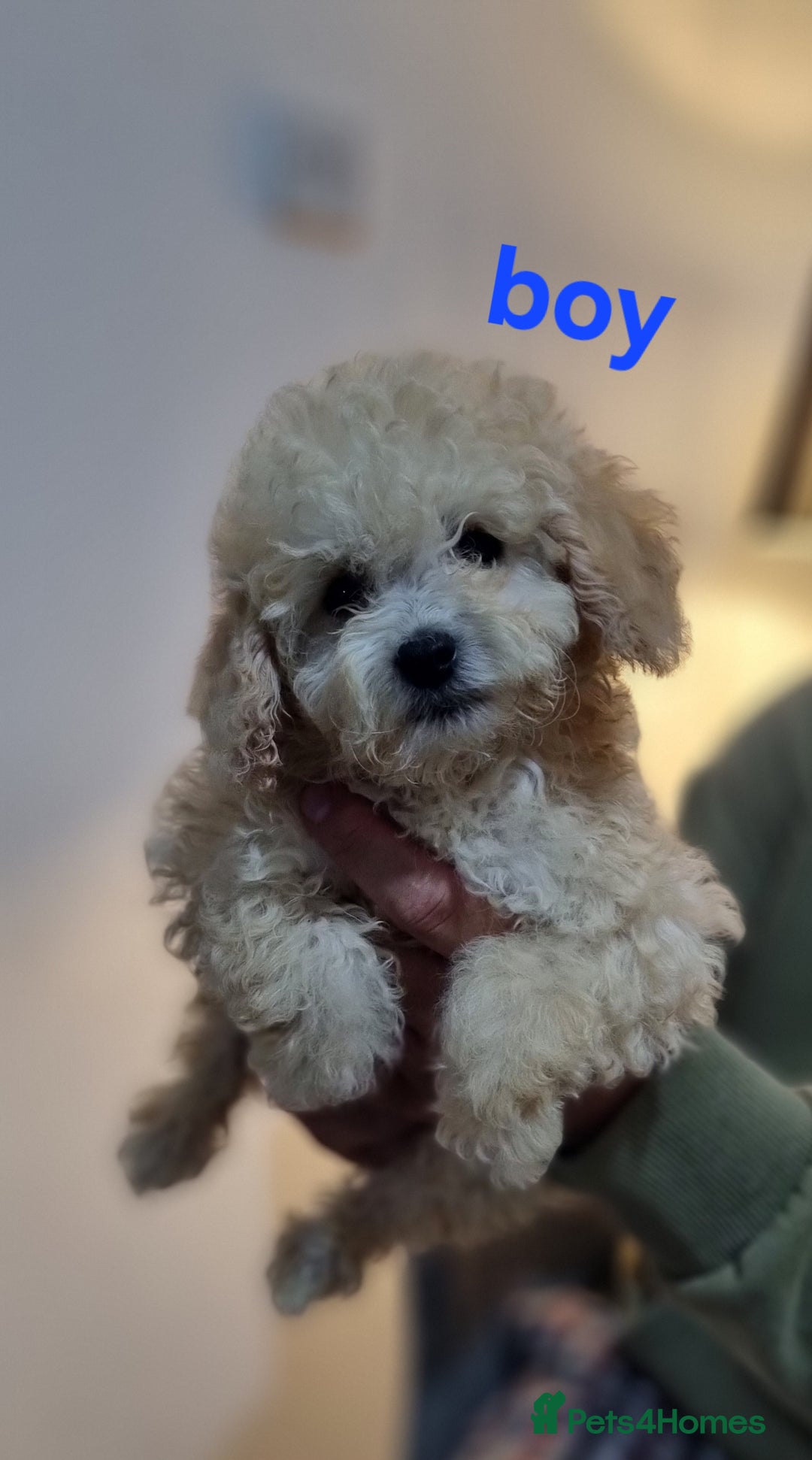 Cockapoo dogs for sale: Cockapoo F1B  - Image 1