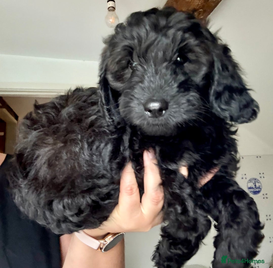 Cockapoo dogs for sale: ✨ Gorgeous Cockapoo Puppies ✨ - Image 14
