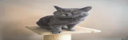 British Shorthair cats for sale: Beautiful British Shorthair Cat  - Advert 4