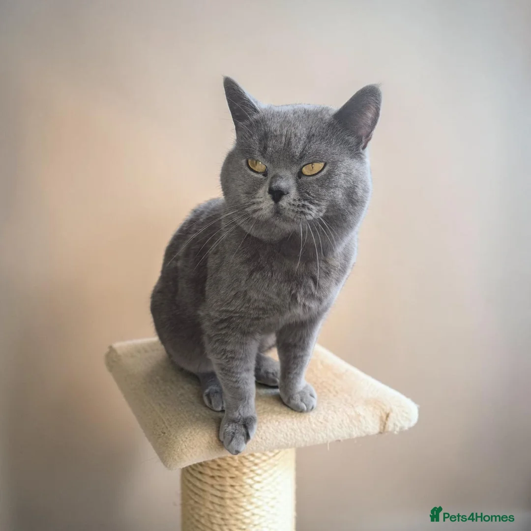 British Shorthair cats for sale: Beautiful British Shorthair Cat  - Advert 4