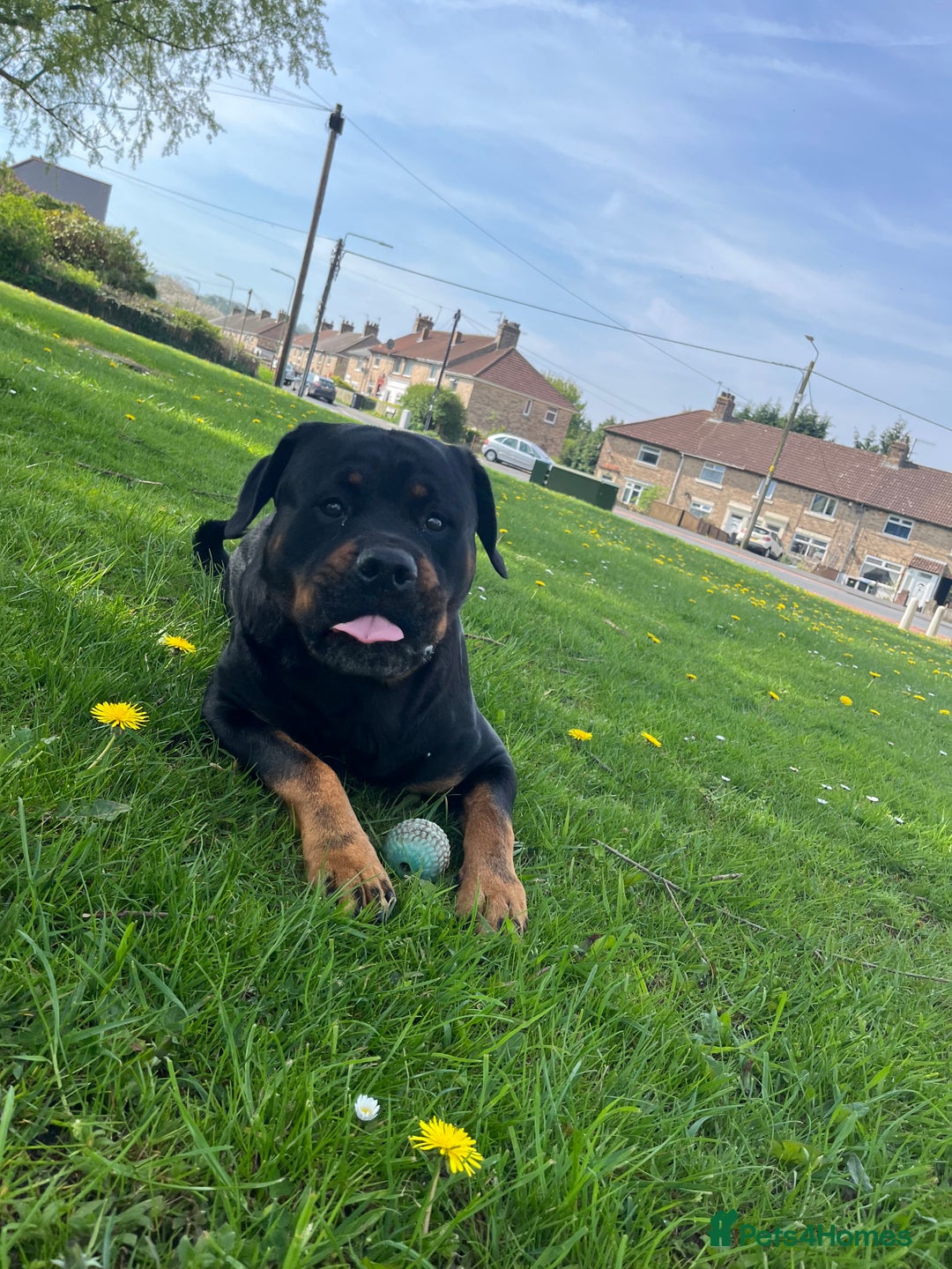 Rottweiler dogs for stud: Rottweiler for stud - Advert 2