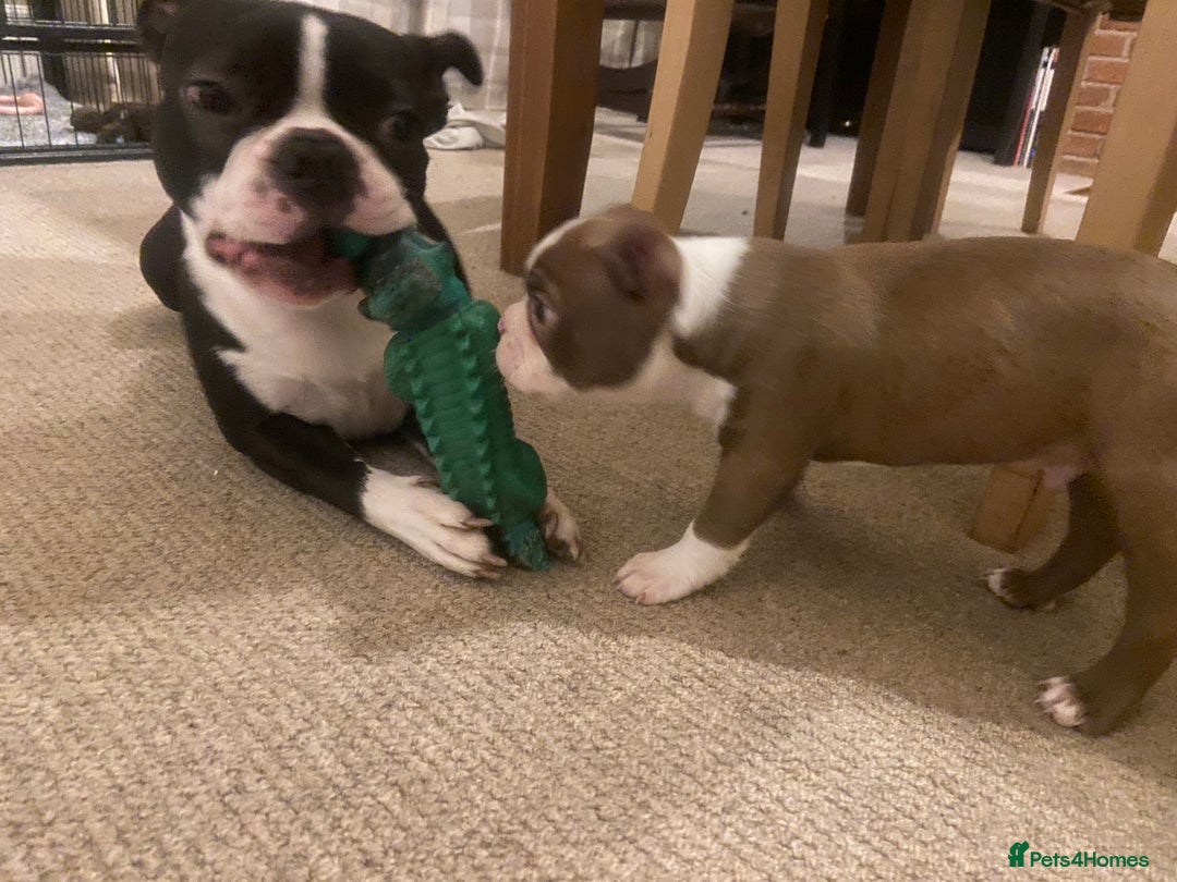 Boston Terrier dogs for sale: 🐾 Last Boston Terrier pup available 🐾 - Advert 15