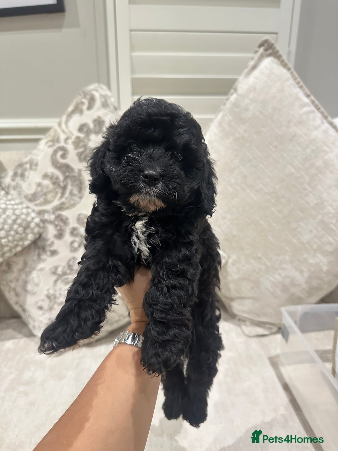Cavapoo dogs for sale: F1 cavapoo puppies heath tested  - Advert 1
