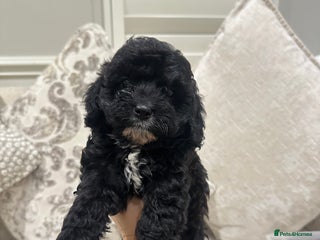 Cavapoo dogs F1 cavapoo puppies heath tested - Advert 8