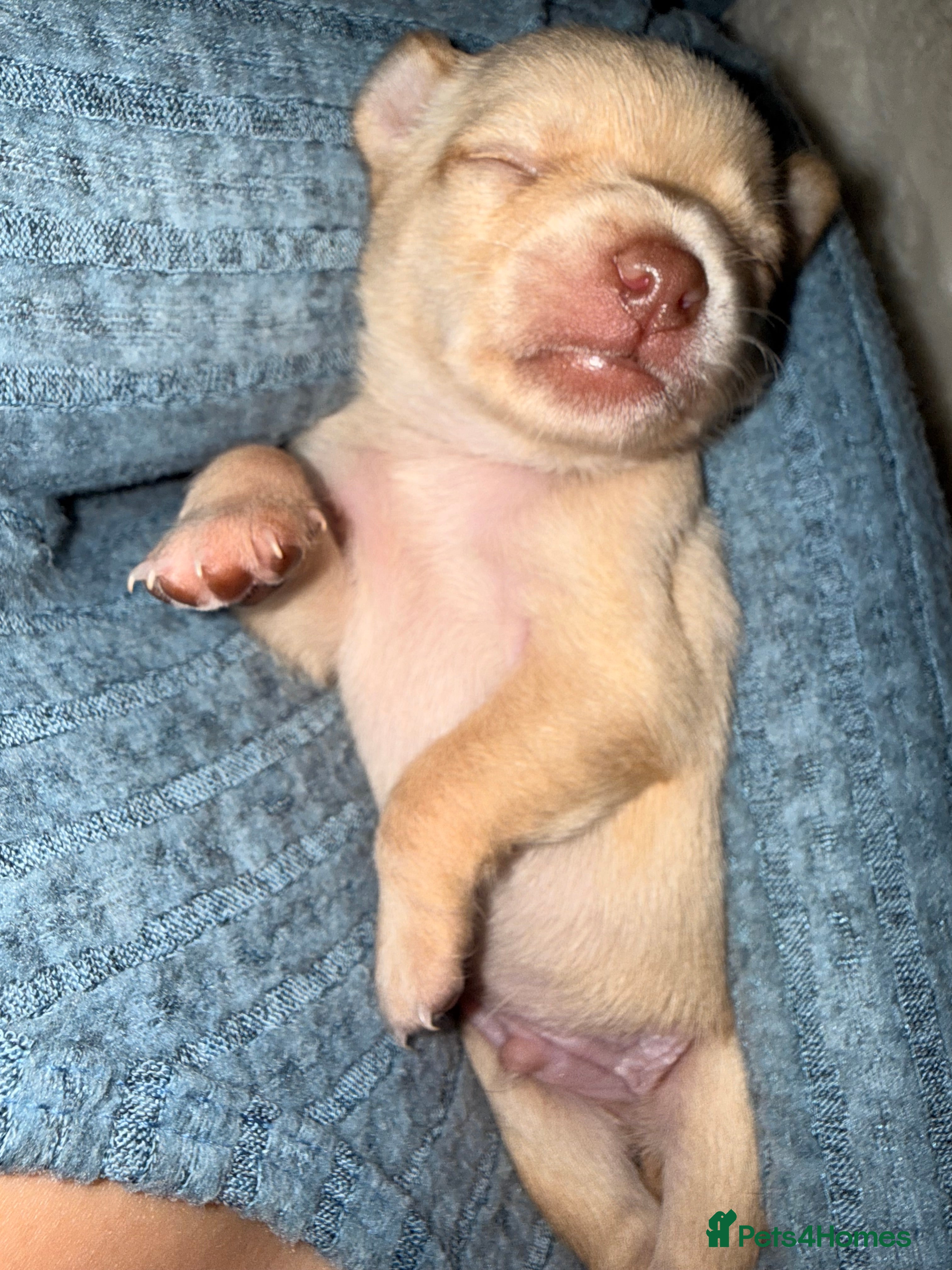 Jack Chi dogs Beautiful puppy’s  - Advert 2