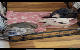 Dorset Olde Tyme Bulldogge dogs for sale: Olde thyme English bulldogge  in Middlesbrough - Image 5