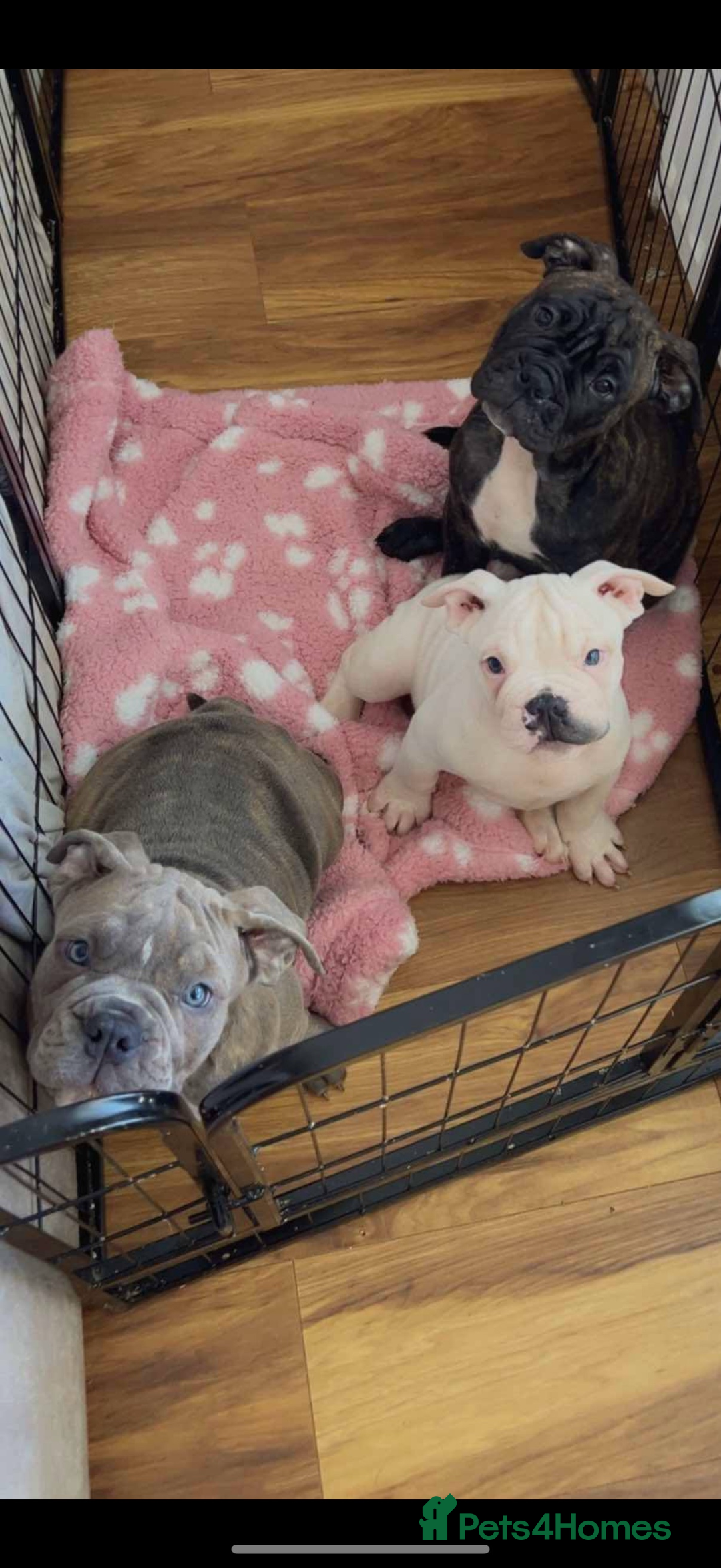 Dorset Olde Tyme Bulldogge dogs for sale: Olde thyme English bulldogge  in Middlesbrough - Image 5