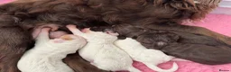 Cocker Spaniel dogs for sale: WCS Puppies from health tested KC Parents  - Advert 2