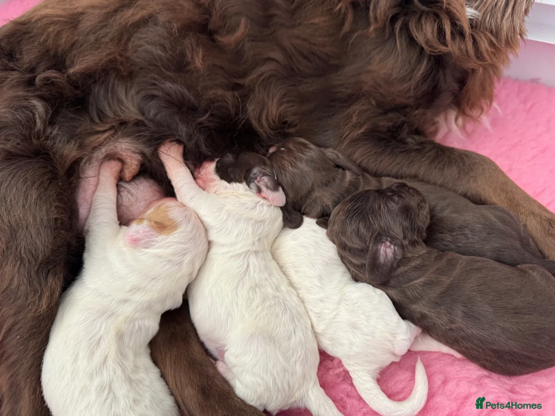 Cocker Spaniel dogs for sale: WCS Puppies from health tested KC Parents  - Advert 2
